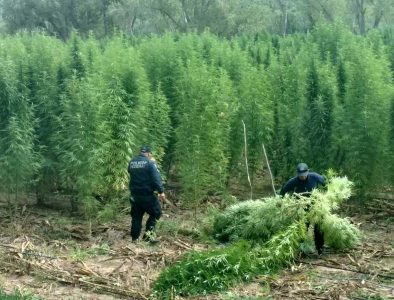 Decomisa Policía Federal 320 toneladas de marihuana en Sonora