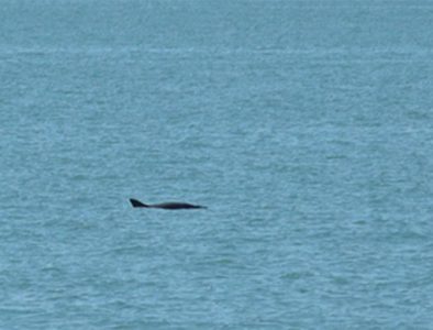 Prohíbe Secretaría de Marina navegar en Alto Golfo de California