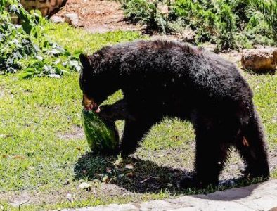 Zoológico Sahuatoba realiza actividades para mantener activos y saludables a los ejemplares