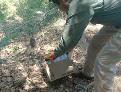 Responden en Durango capital a reportes ciudadanos sobre rescates de fauna silvestre