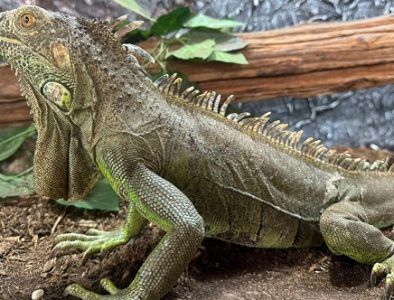 ¡Te espera un mundo de reptiles y anfibios en el Zoológico Sahuatoba!