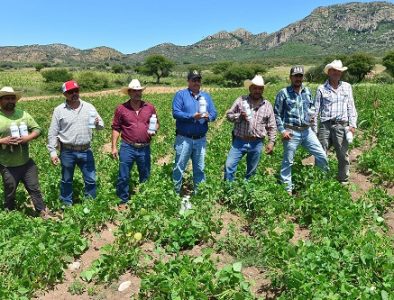 Ante plaga de chapulín en el campo, Gobierno del Estado apoya con insecticida a productores para proteger cosechas