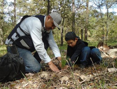 Reforestan con 5 mil pinos en El Salto