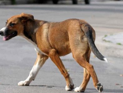 Iniciará recolección de perros en situación de calle en Vicente Guerrero