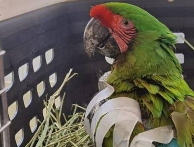 Presentan denuncia penal contra sujeto que cazó a guacamaya en Pueblo Nuevo