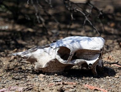 Se eleva sequía a 89.5% del país; hay alerta por falta de lluvias