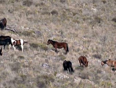 Murió en Mezquital al caer de su caballo