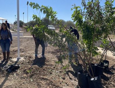 Supervisa Juanita Acevedo colocación de arbolado en parque de San Francisco Javier